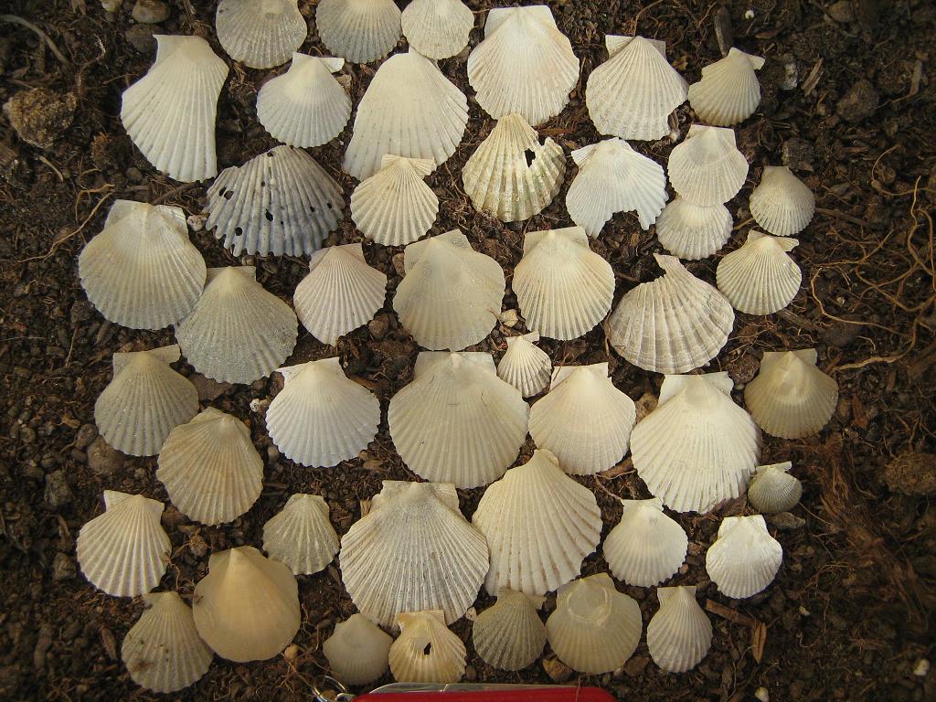 Pecten minuscoli